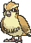 Pidgey